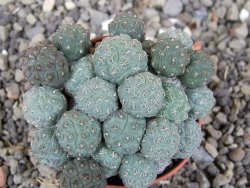Puna bonniae pot 5,5 cm - 12407985