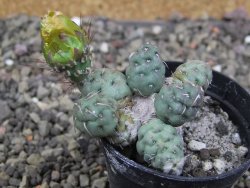 Puna mandragora, květináč 5,5 cm - 12407987