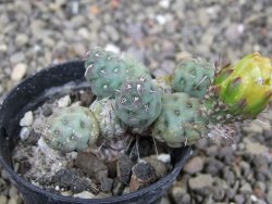 Puna mandragora, květináč 5,5 cm - 12407988