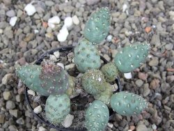Puna mandragora, květináč 5,5 cm - 12407992