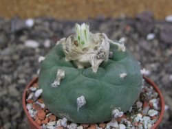 Lophophora difusa ? lutea, pot 6,5 cm - 12408009