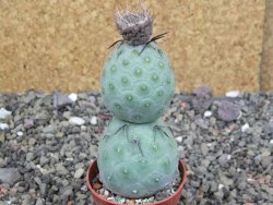 Tephrocactus geometricus pot 5,5 cm