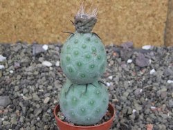 Tephrocactus geometricus pot 5,5 cm - 12408025