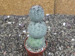 Tephrocactus geometricus pot 5,5 cm - 12408026