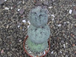 Tephrocactus geometricus pot 5,5 cm - 12408027