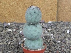 Tephrocactus geometricus pot 5,5 cm