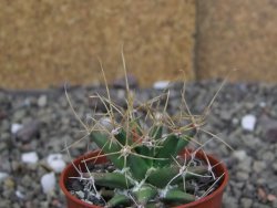 Ferobergia semenáč, pot 5,5 cm - 12408036