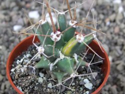 Ferobergia variegata semenáč, pot 5,5 cm - 12408037