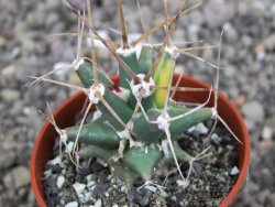 Ferobergia variegata semenáč, pot 5,5 cm - 12408038