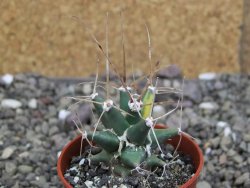 Ferobergia variegata semenáč, pot 5,5 cm - 12408040