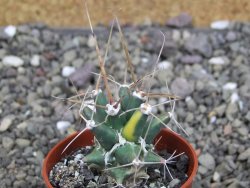 Ferobergia variegata semenáč, pot 5,5 cm - 12408041