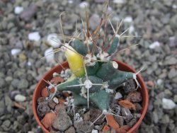 Ferobergia variegata semenáč, pot 5,5 cm - 12408042