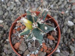 Ferobergia variegata semenáč, pot 5,5 cm - 12408043