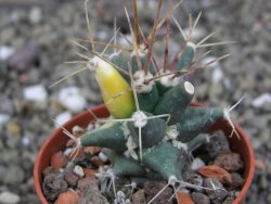 Ferobergia variegata semenáč, pot 5,5 cm - 12408044