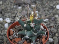 Ferobergia variegata semenáč, pot 5,5 cm - 12408045