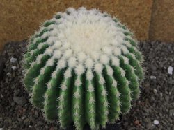 Echinocactus grusonii inermis 12 cm