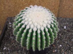 Echinocactus grusonii inermis 12 cm - 12408048