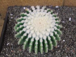 Echinocactus grusonii inermis 12 cm - 12408049