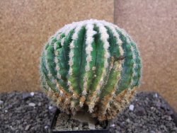 Echinocactus grusonii inermis 12 cm - 12408050