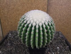 Echinocactus grusonii inermis 12 cm - 12408051