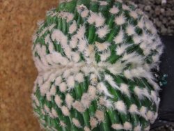 Echinocactus grusonii inermis cristata - 12408055