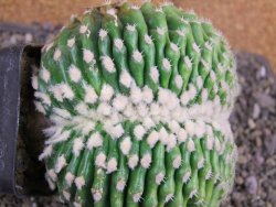 Echinocactus grusonii inermis cristata - 12408056