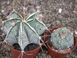Astrophytum Dinosaur X ornatum květináč 6,5 cm - 12408075
