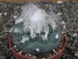 Turbinicarpus jauernigii pot 6,5 cm cites IA - 12408080