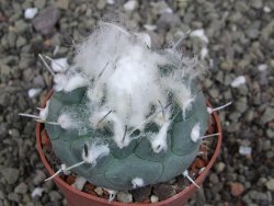 Turbinicarpus jauernigii pot 6,5 cm cites IA - 12408082