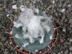 Turbinicarpus jauernigii pot 6,5 cm cites IA - 12408083