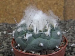 Turbinicarpus jauernigii pot 6,5 cm cites IA - 12408084