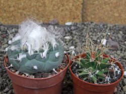 Turbinicarpus jauernigii pot 6,5 cm cites IA - 12408085