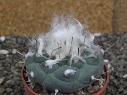 Turbinicarpus jauernigii pot 6,5 cm cites IA - 12408087