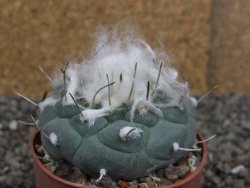 Turbinicarpus jauernigii pot 6,5 cm cites IA - 12408088