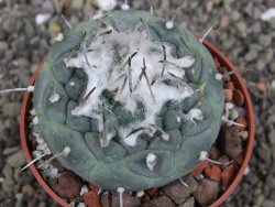 Turbinicarpus jauernigii pot 6,5 cm cites IA - 12408091