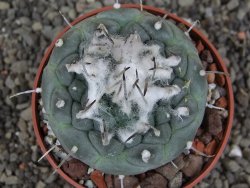 Turbinicarpus jauernigii pot 6,5 cm cites IA - 12408092