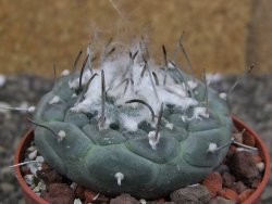 Turbinicarpus jauernigii pot 6,5 cm cites IA - 12408093