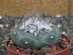 Turbinicarpus jauernigii pot 6,5 cm cites IA - 12408094