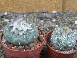 Turbinicarpus jauernigii pot 6,5 cm cites IA - 12408095