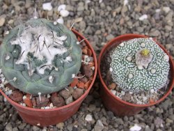 Turbinicarpus jauernigii pot 6,5 cm cites IA - 12408096