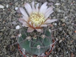 Gymnocalycium boszingianum VS 129 Villa Chepes květináč 5,5 cm - 12408104