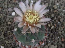 Gymnocalycium boszingianum VS 129 Villa Chepes květináč 5,5 cm - 12408105