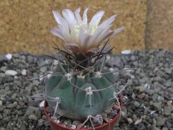 Gymnocalycium boszingianum VS 129 Villa Chepes květináč 5,5 cm - 12408106