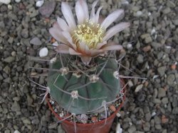 Gymnocalycium boszingianum VS 129 Villa Chepes květináč 5,5 cm - 12408108