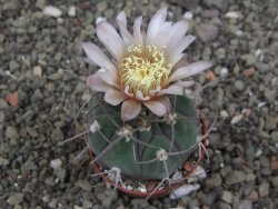 Gymnocalycium boszingianum VS 129 Villa Chepes květináč 5,5 cm - 12408109