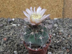 Gymnocalycium boszingianum VS 129 Villa Chepes květináč 5,5 cm - 12408110