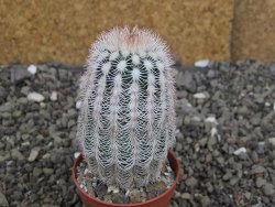 Echinocereus reichenbachii albispinus x bayleyi pot 5,5 cm