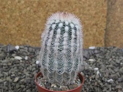 Echinocereus reichenbachii albispinus x bayleyi pot 5,5 cm - 12408133