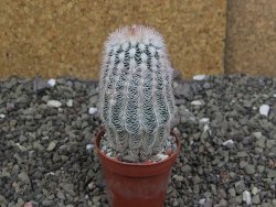 Echinocereus reichenbachii albispinus x bayleyi pot 5,5 cm - 12408134