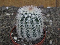 Echinocereus reichenbachii albispinus x bayleyi pot 6,5 cm